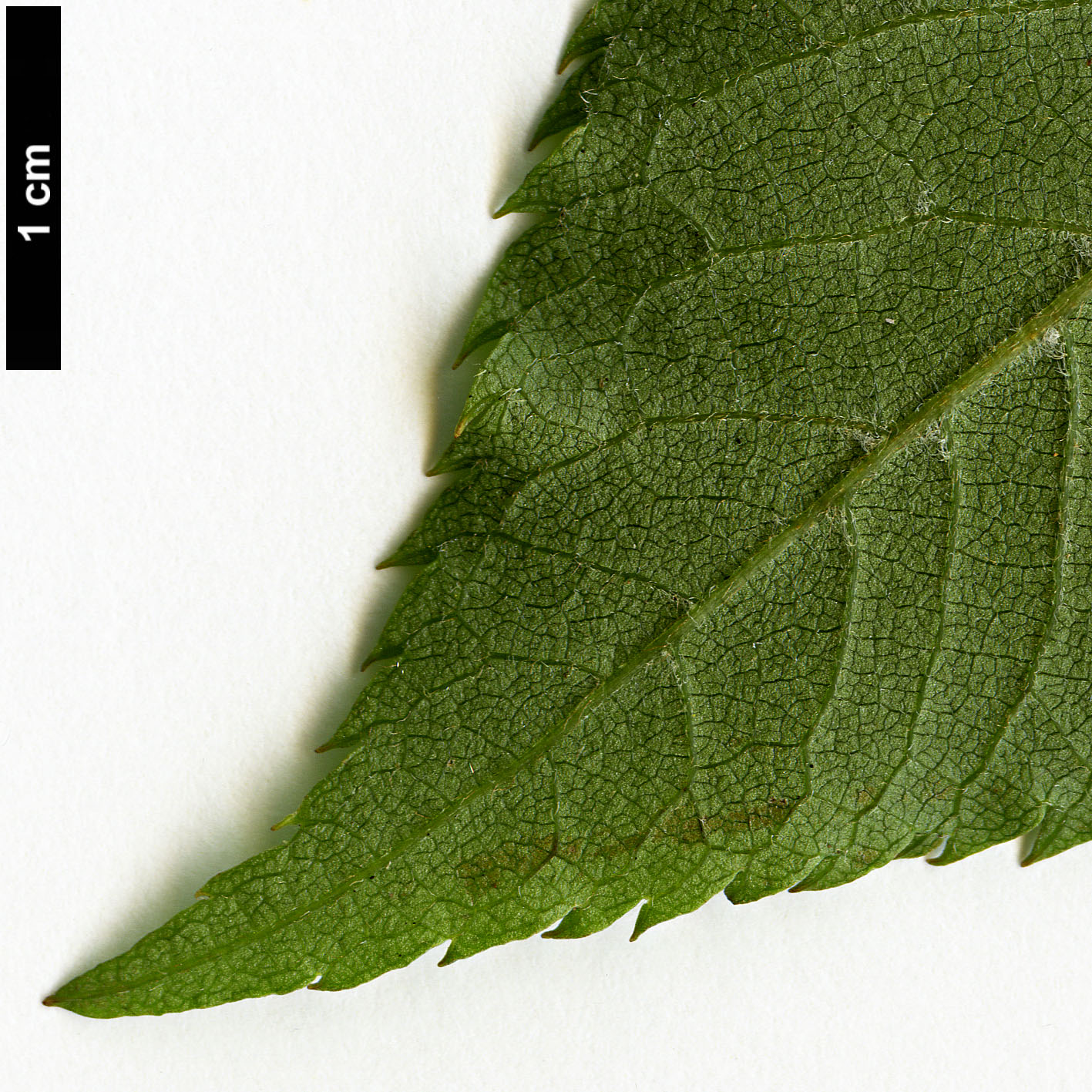 High resolution image: Family: Clethraceae - Genus: Clethra - Taxon: fargesii